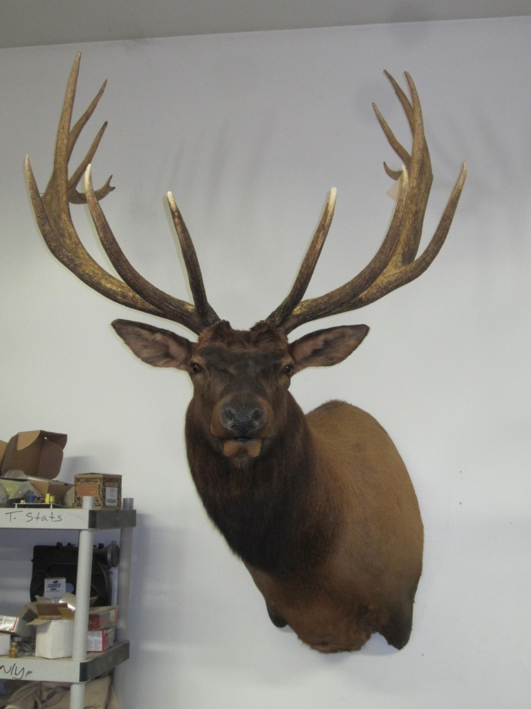 Jake's Custom Taxidermy ELK